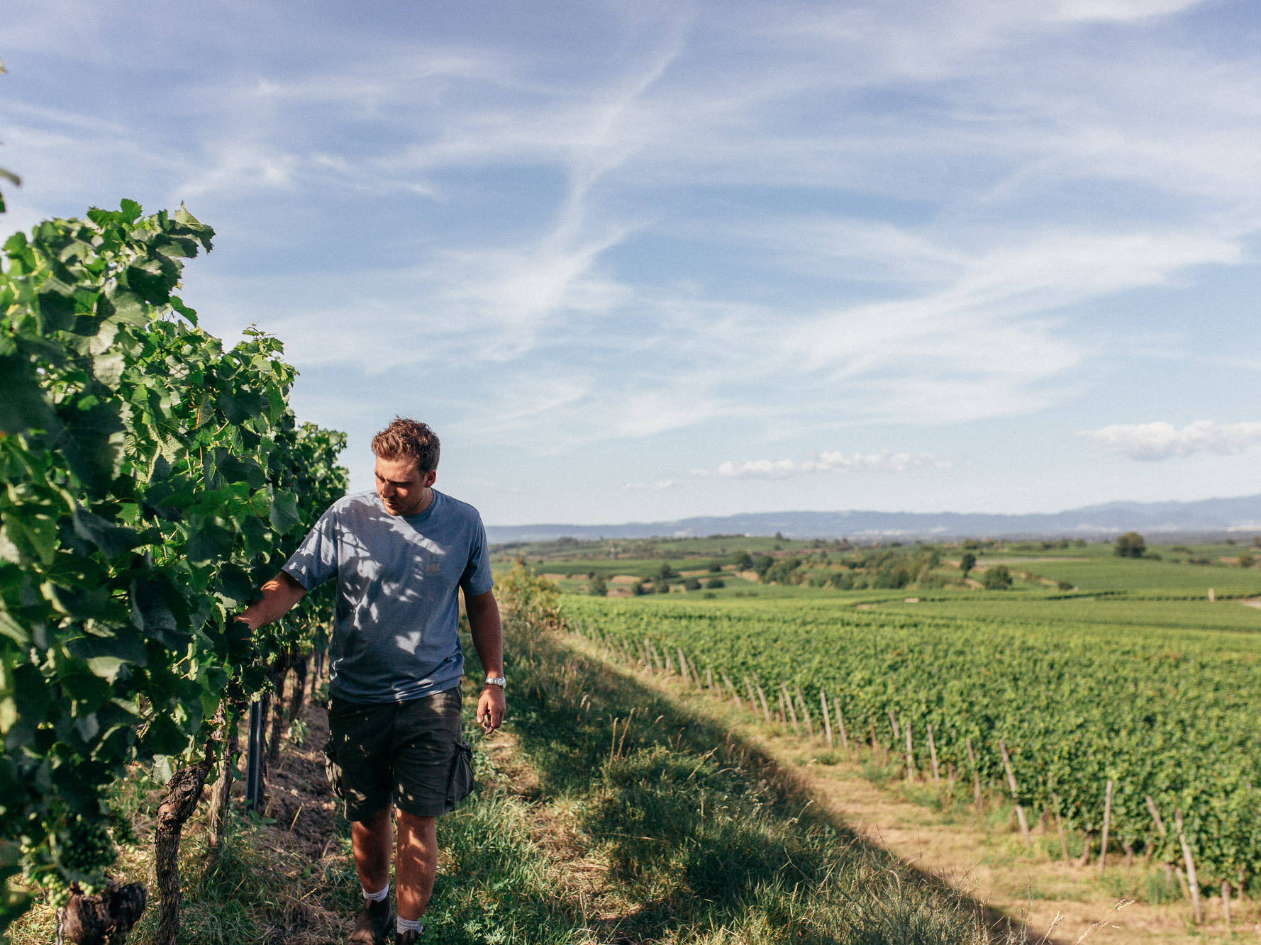 Weine von Weingut Gebrüder Mathis, Merdingen