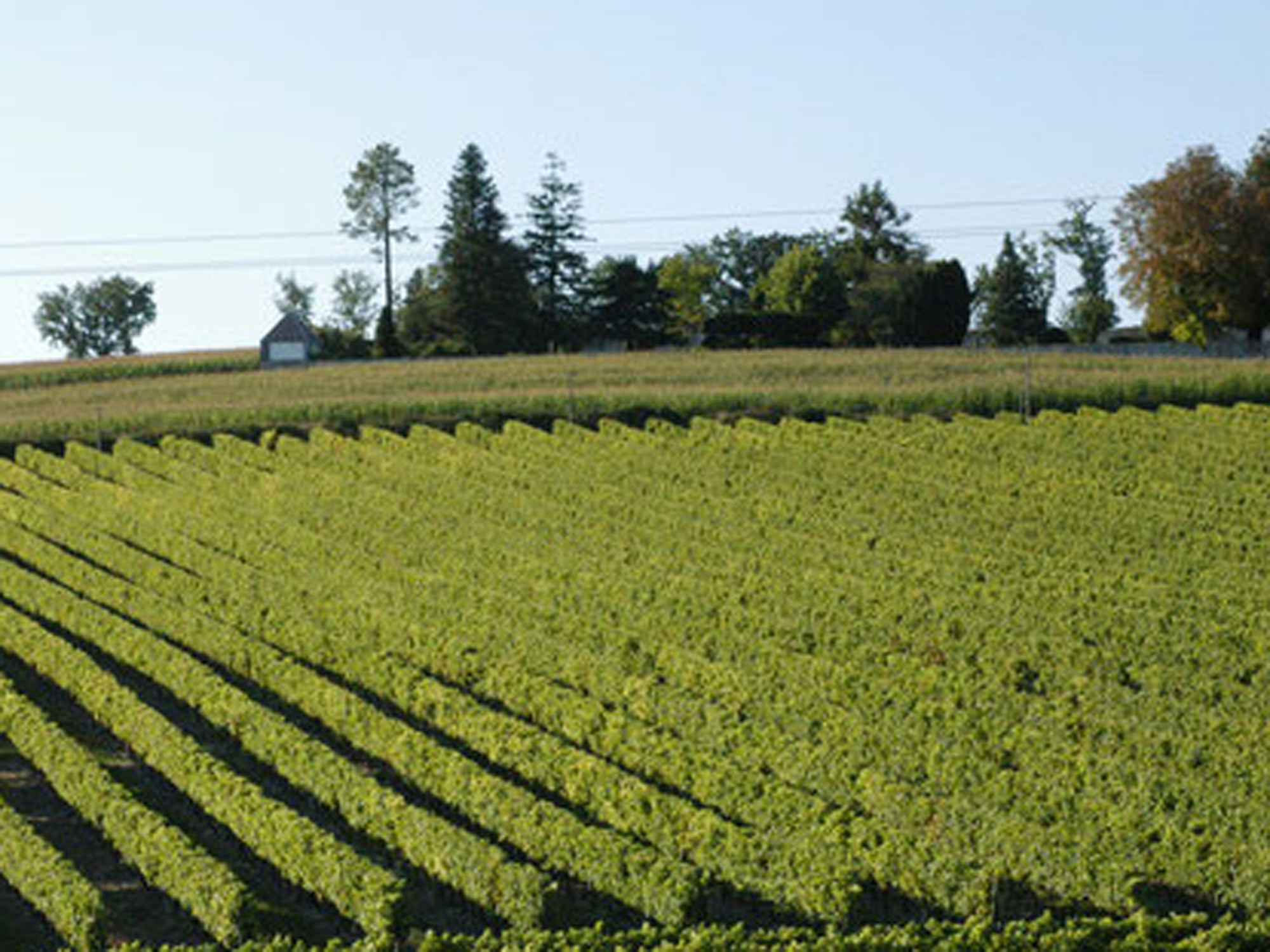 Château Linot, Saint-Estèphe