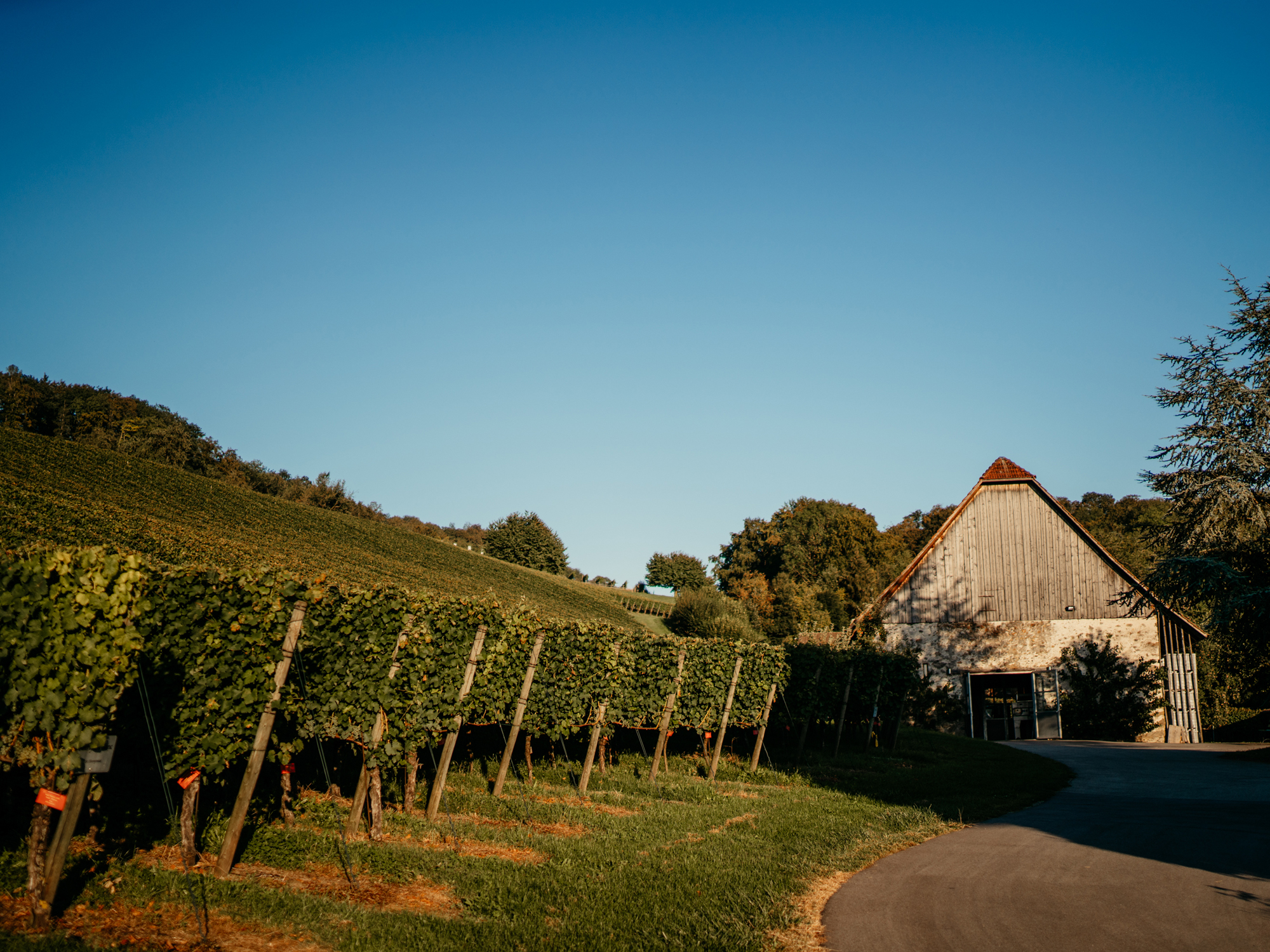 Weingut Klosterhof, Aesch