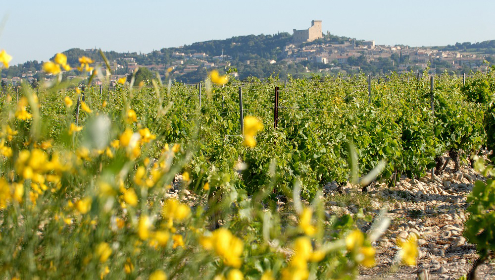 Weine aus Vallée du Rhône