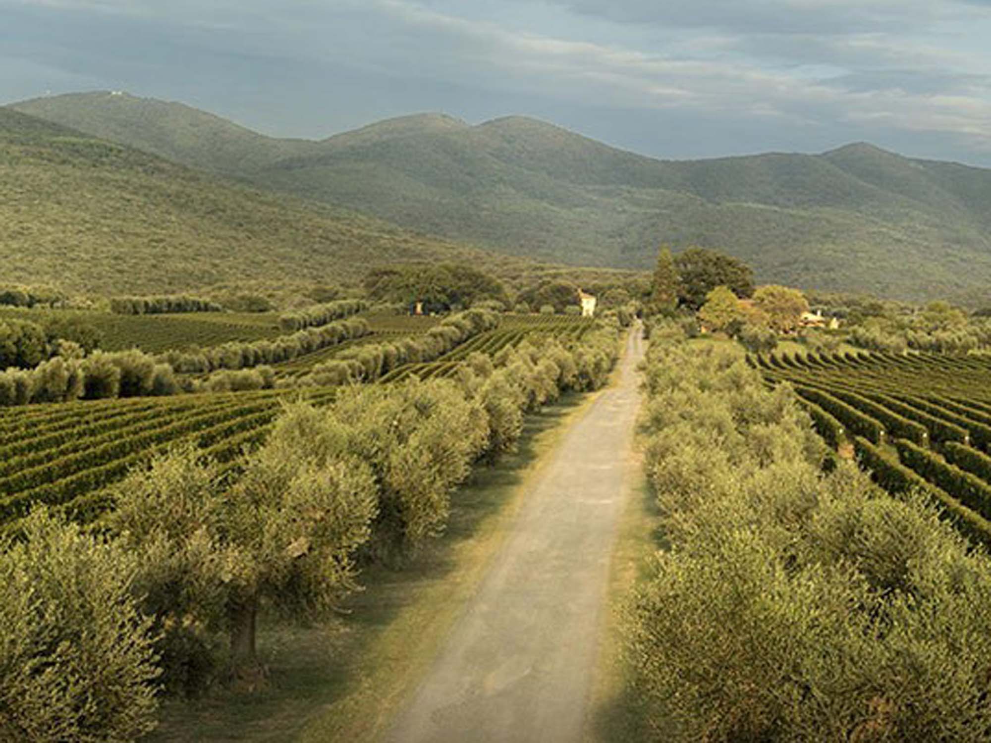 Ornellaia, Bolgheri