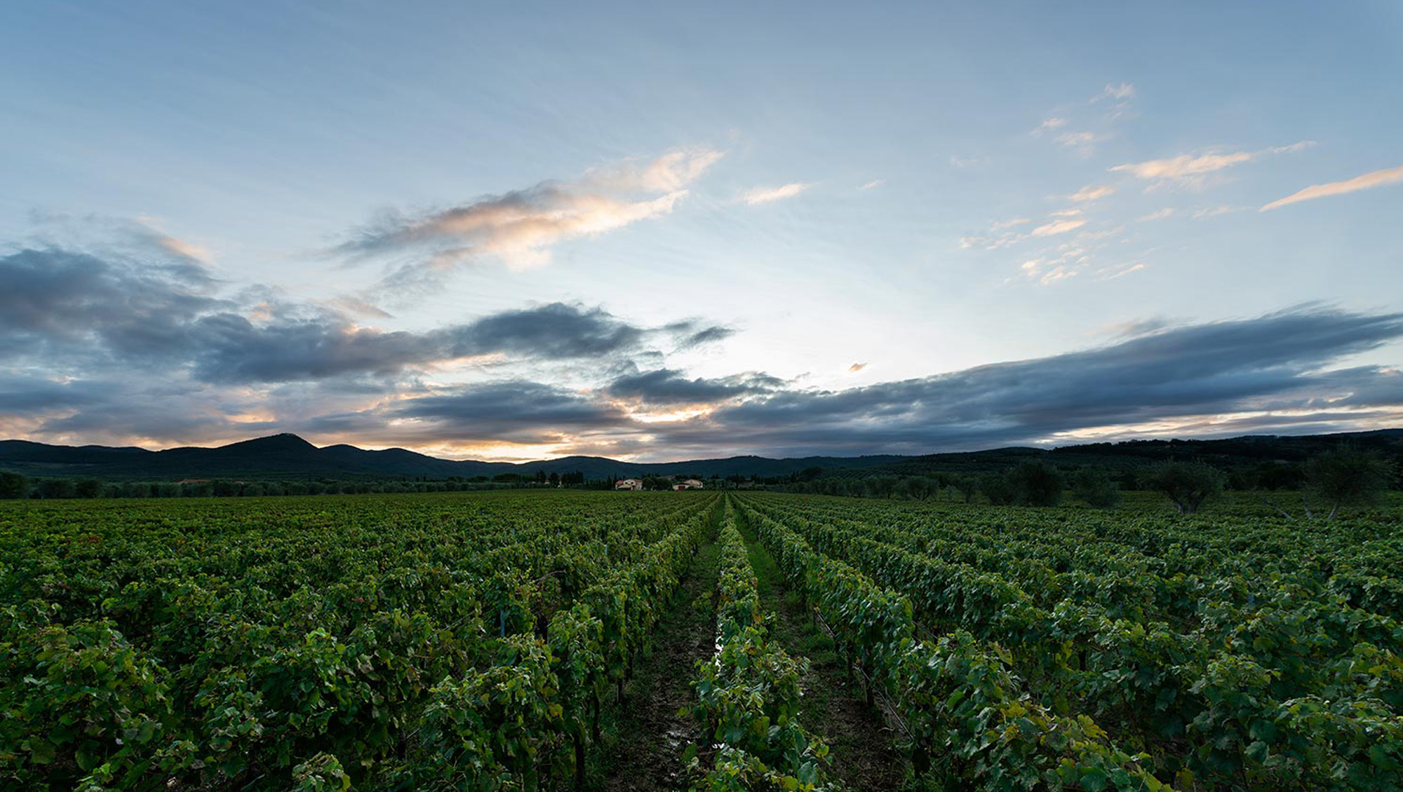 Weine aus Toscana/Bolgheri