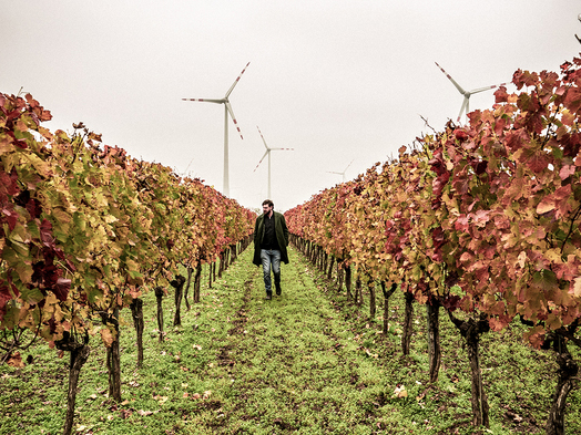 Weingut Schwarz, Andau