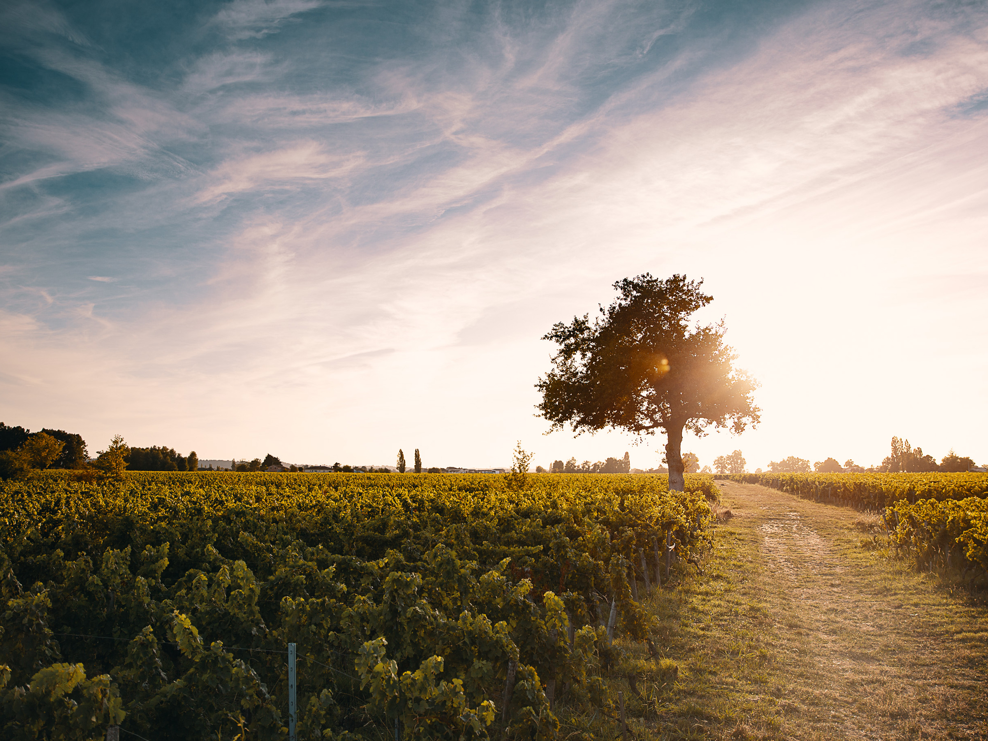 Vignobles Bardet, Vignonet