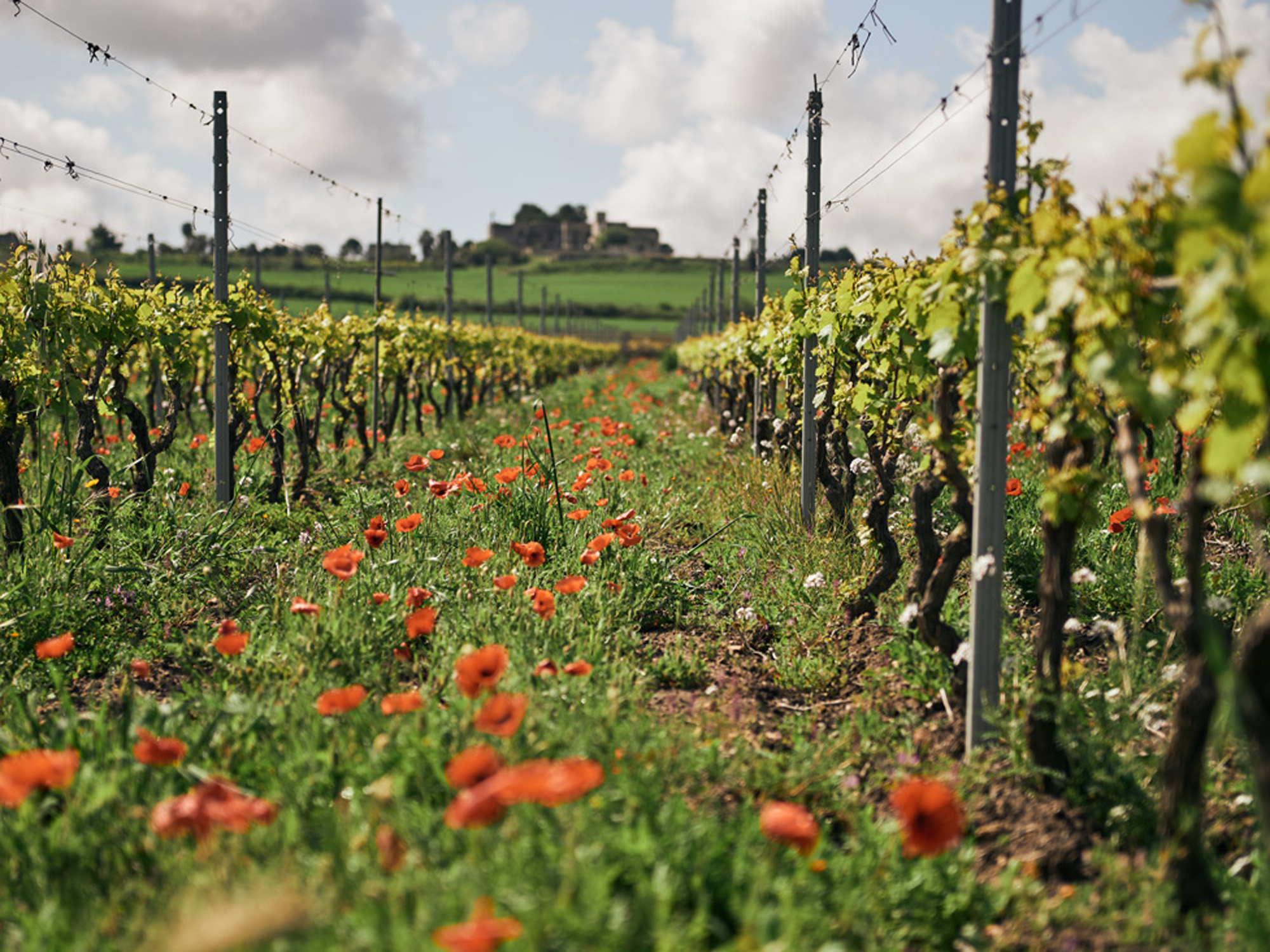 Tenuta Giustini, San Giorgio Ionico