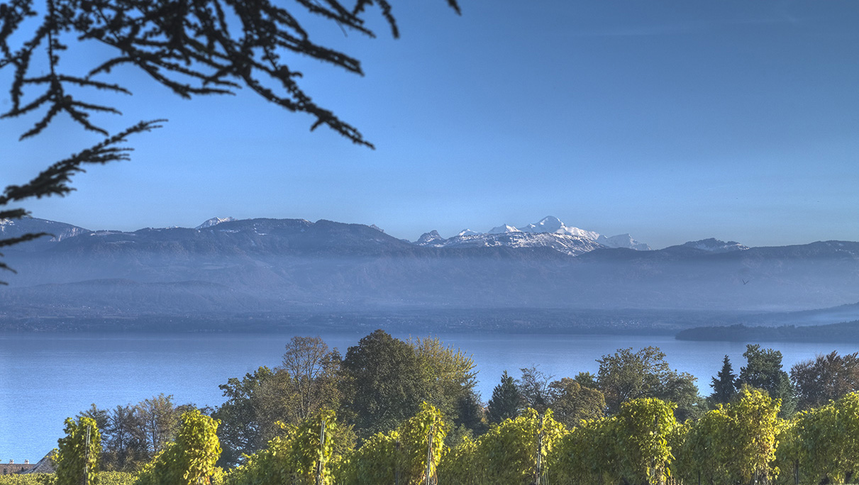 Weine aus Waadt La Côte