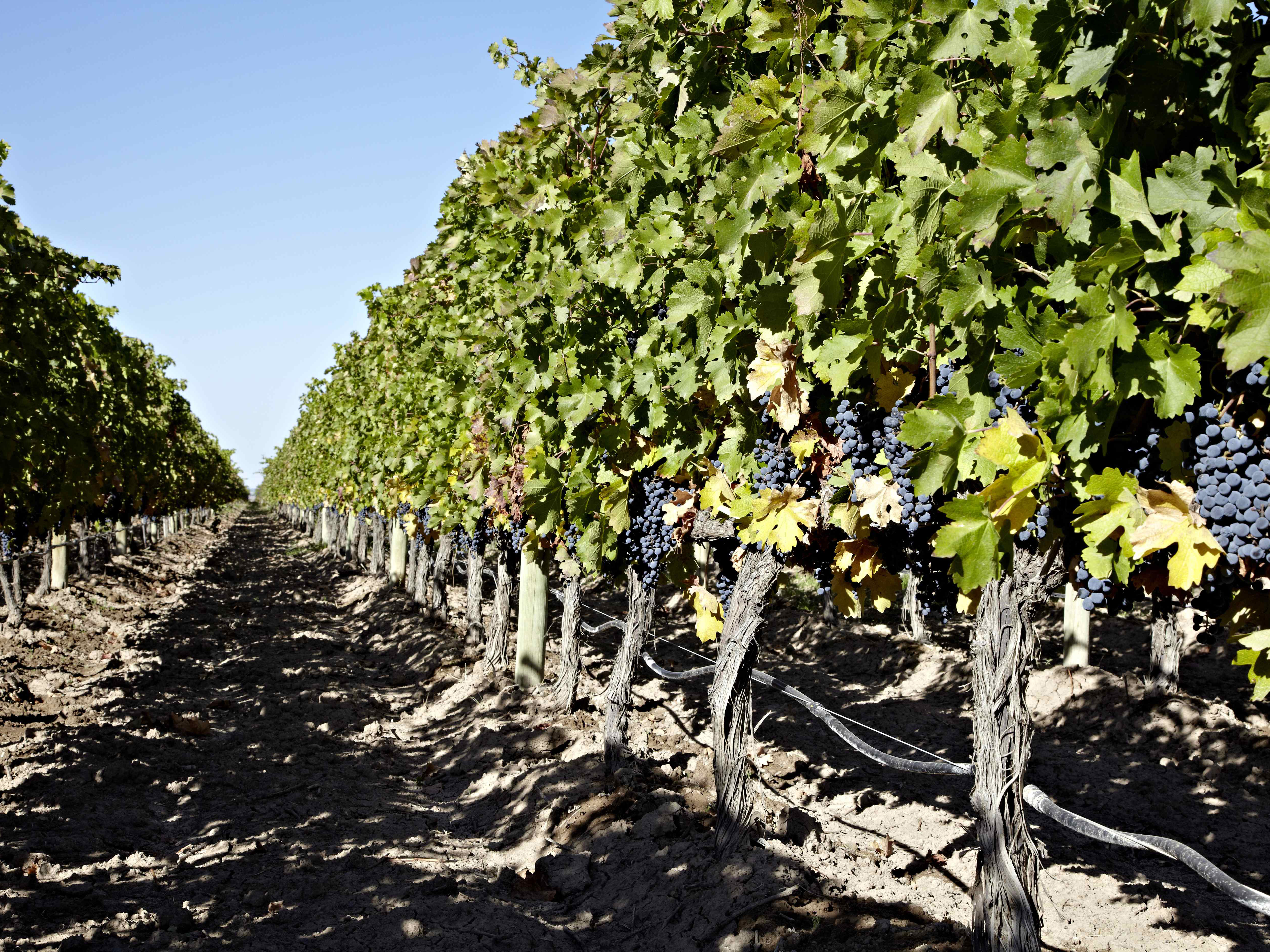 Dieter Meier, Ojo de Vino, Agrelo, Mendoza