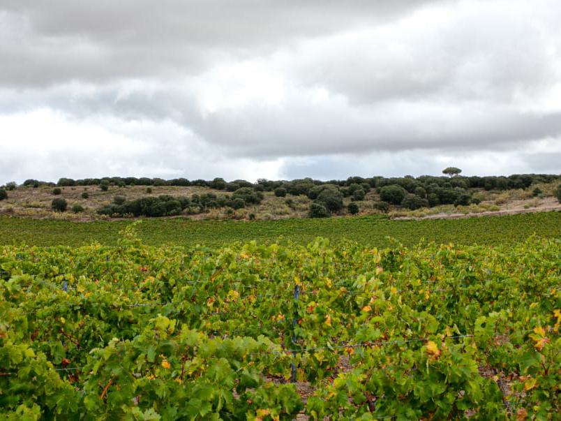 Bodega Arroyo Izquierdo, Puras