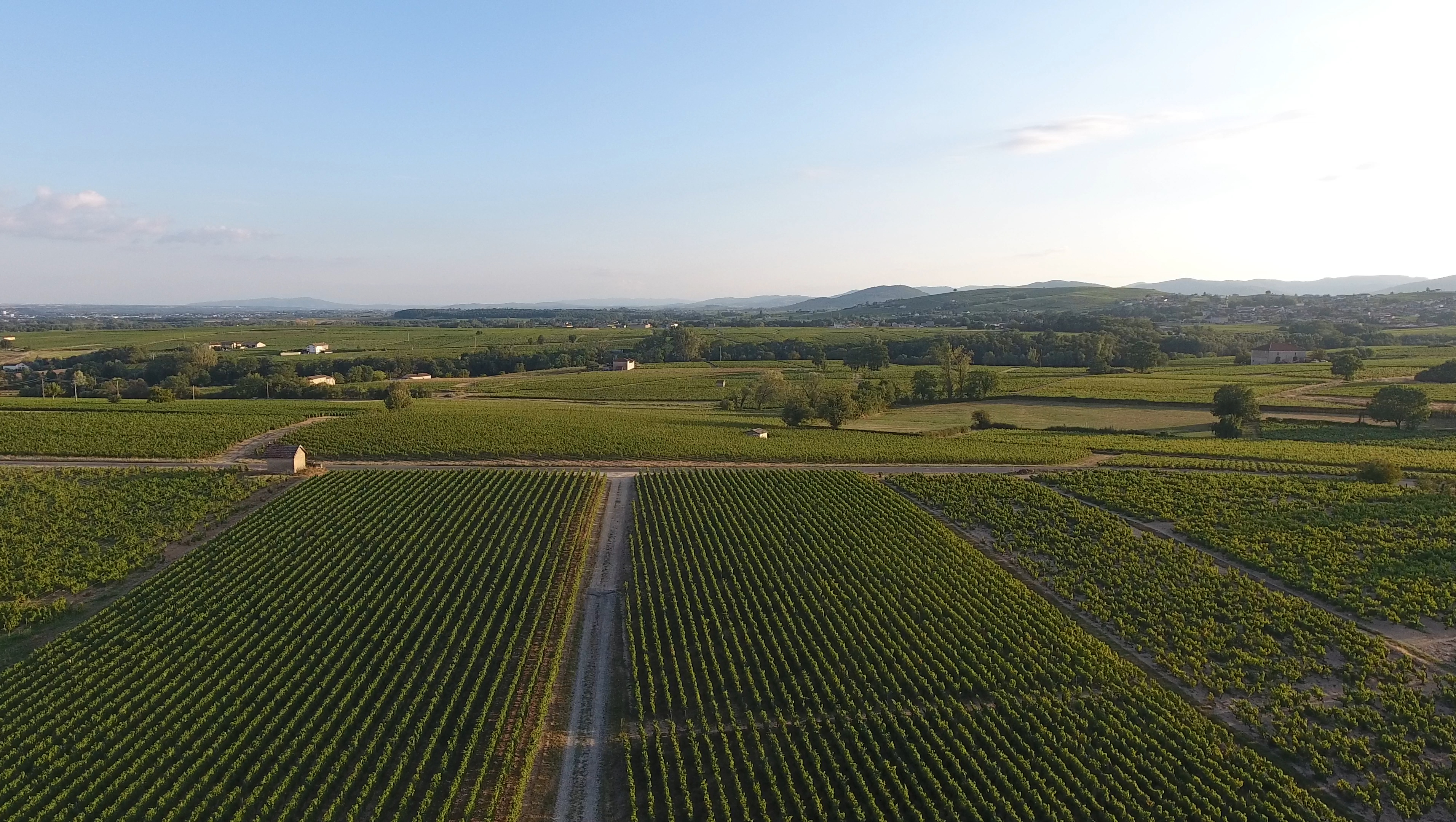 Weine aus Beaujolais