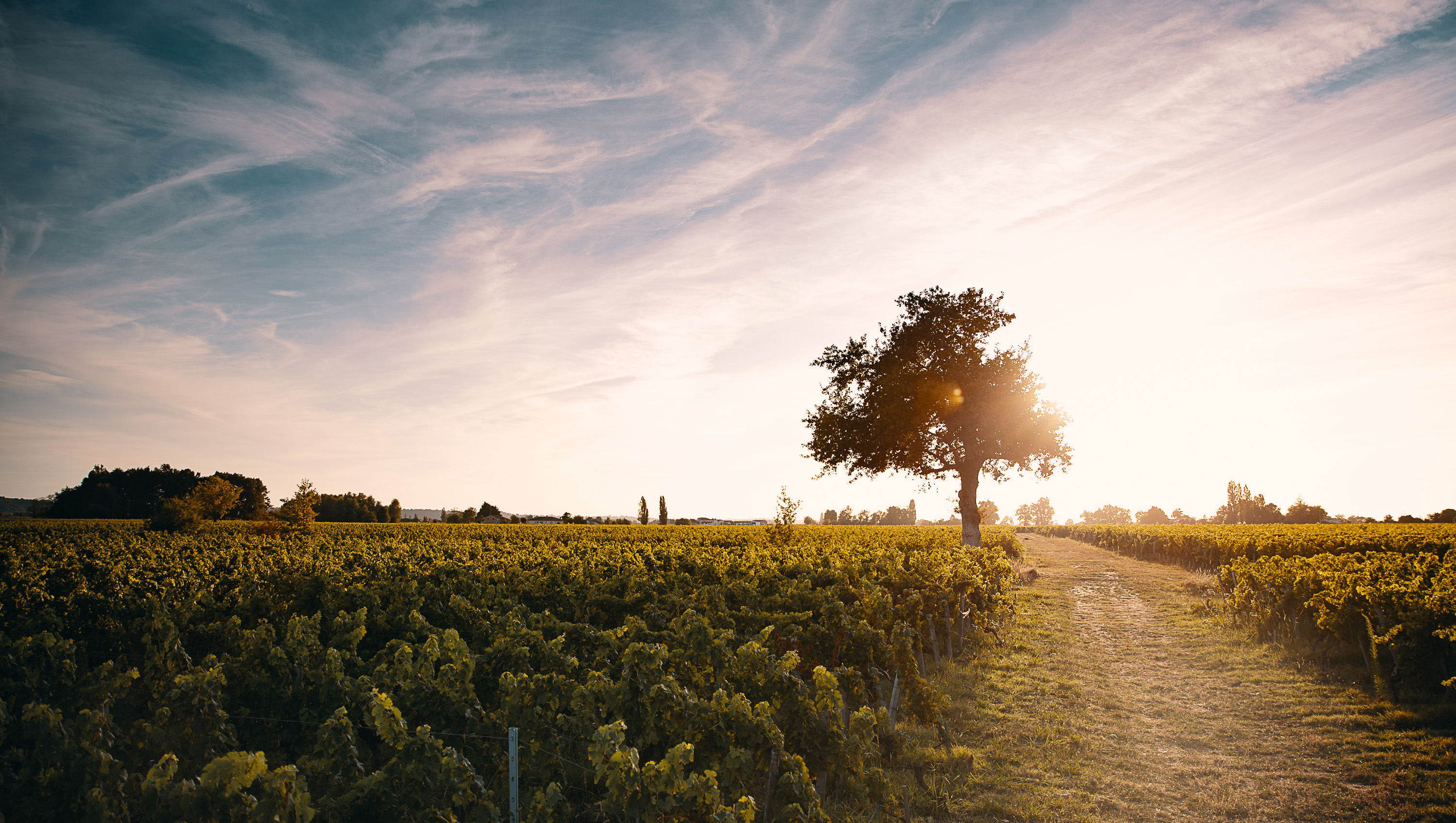 Weine aus Bordeaux