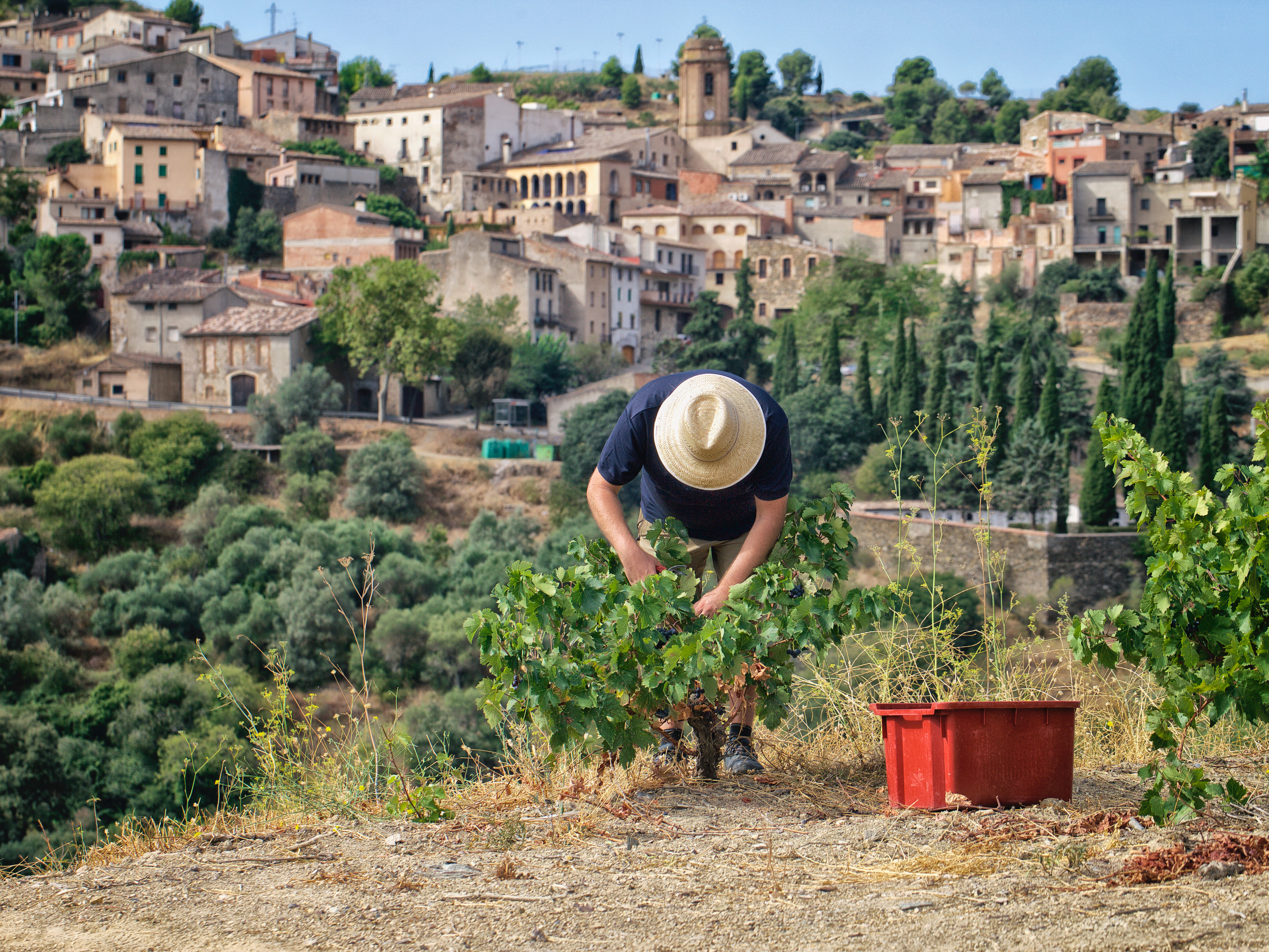 Weine von Bodega Bravo Escós, Torroja del Priorat