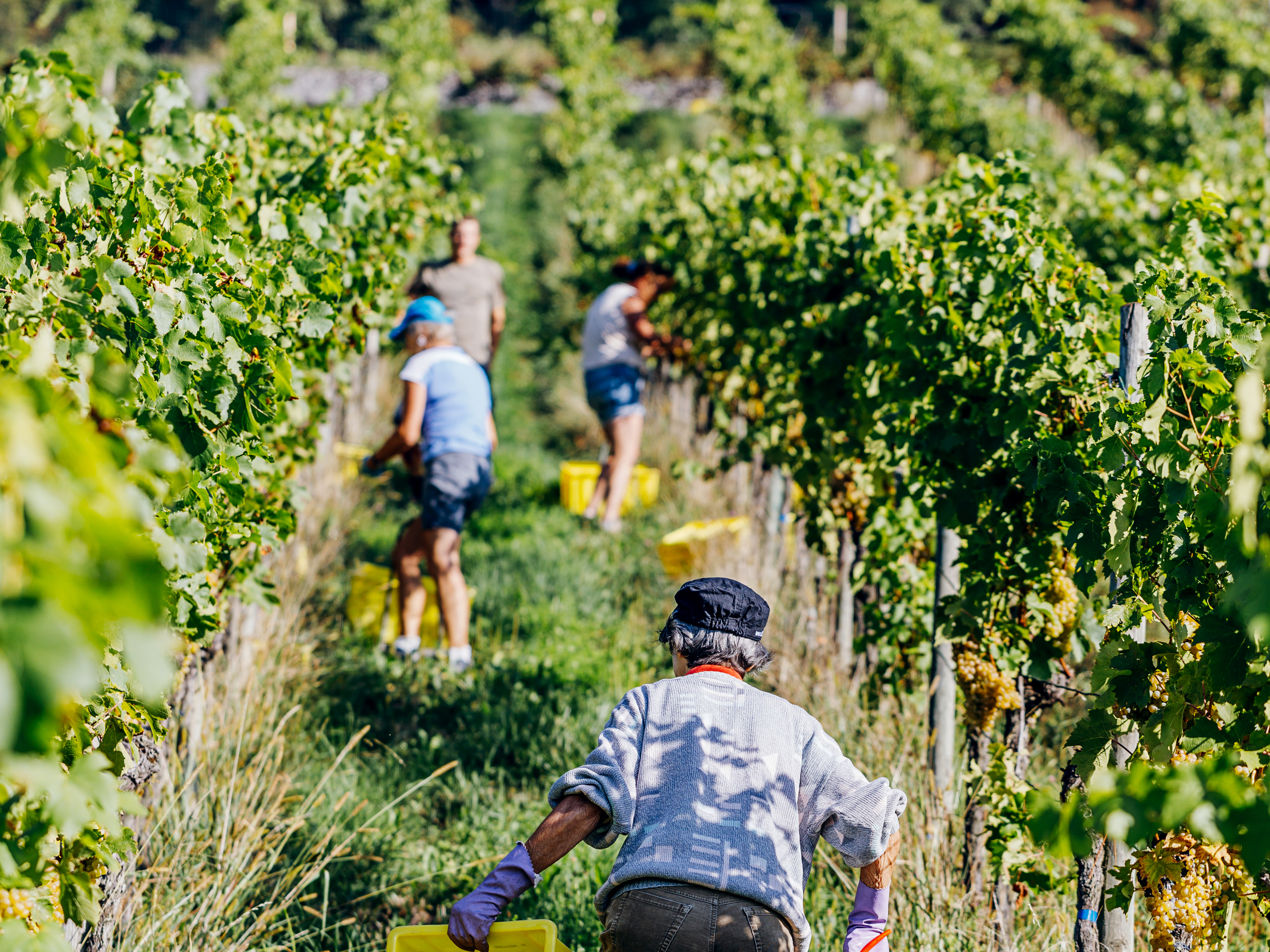 Weine von Adrians Weingut, Oberflachs