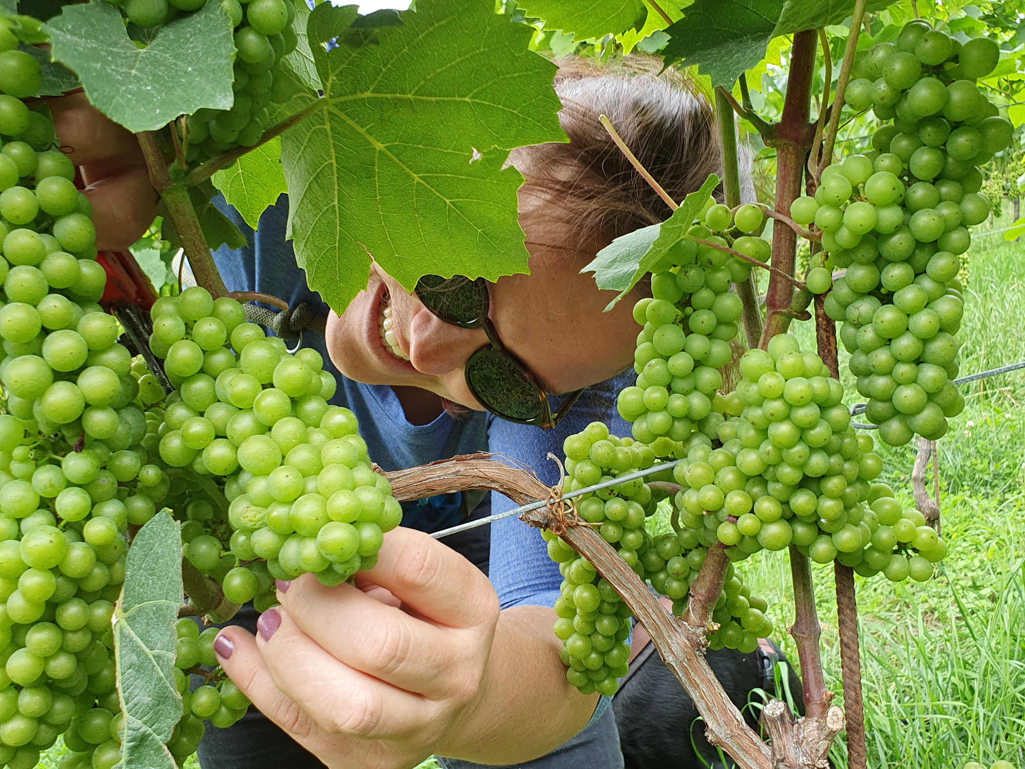 Fischer Weine + Brunner Weinmanufaktur