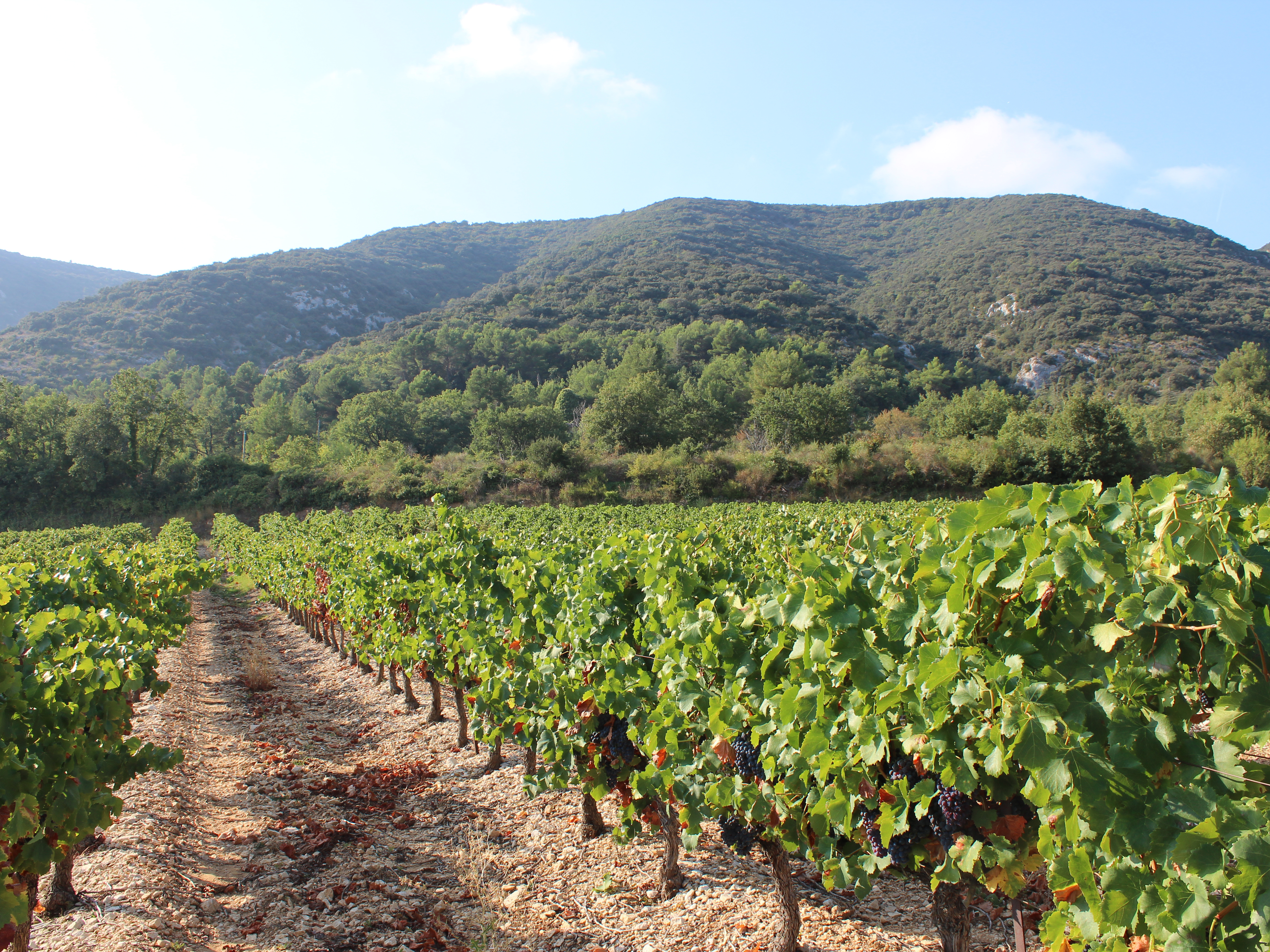 Weine von Domaine Pierre-Henri Morel, Châteauneuf-du-Pape