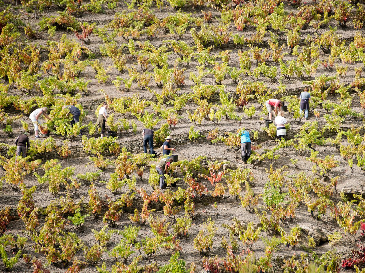 Celler de l'Encastell, Porrera