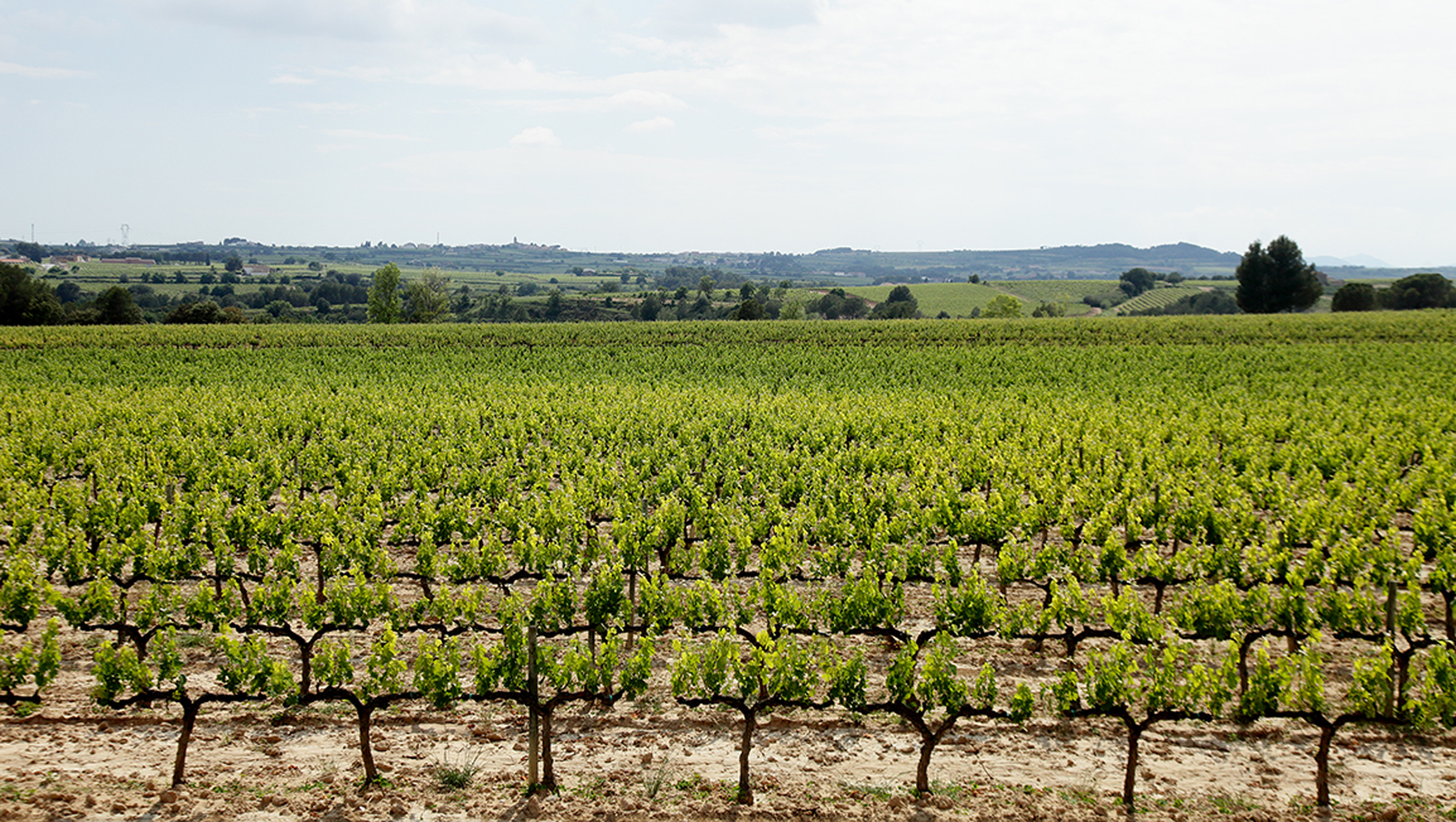 Weine aus Penedès