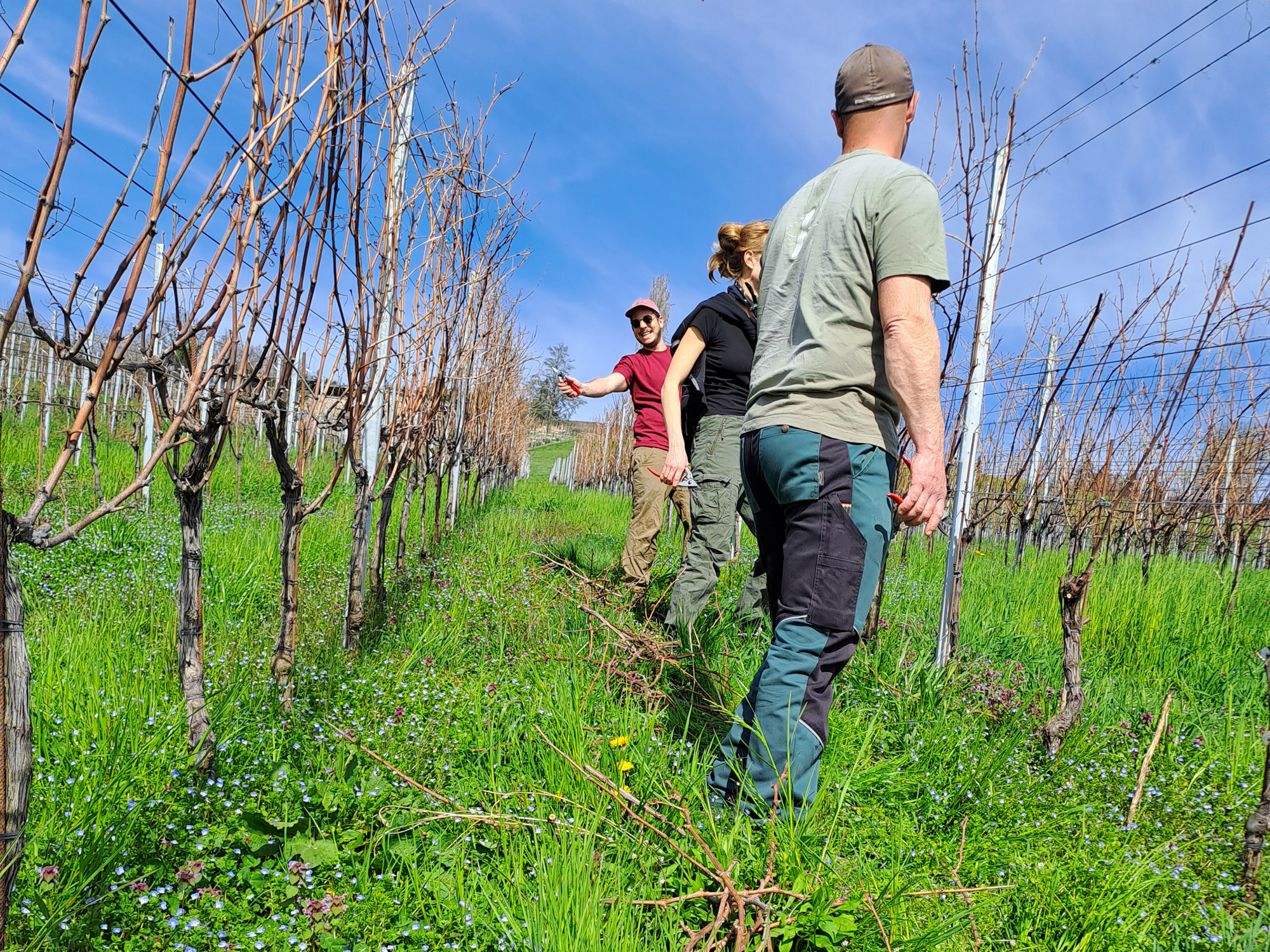 Weine von Fischer Weine + Brunner Weinmanufaktur