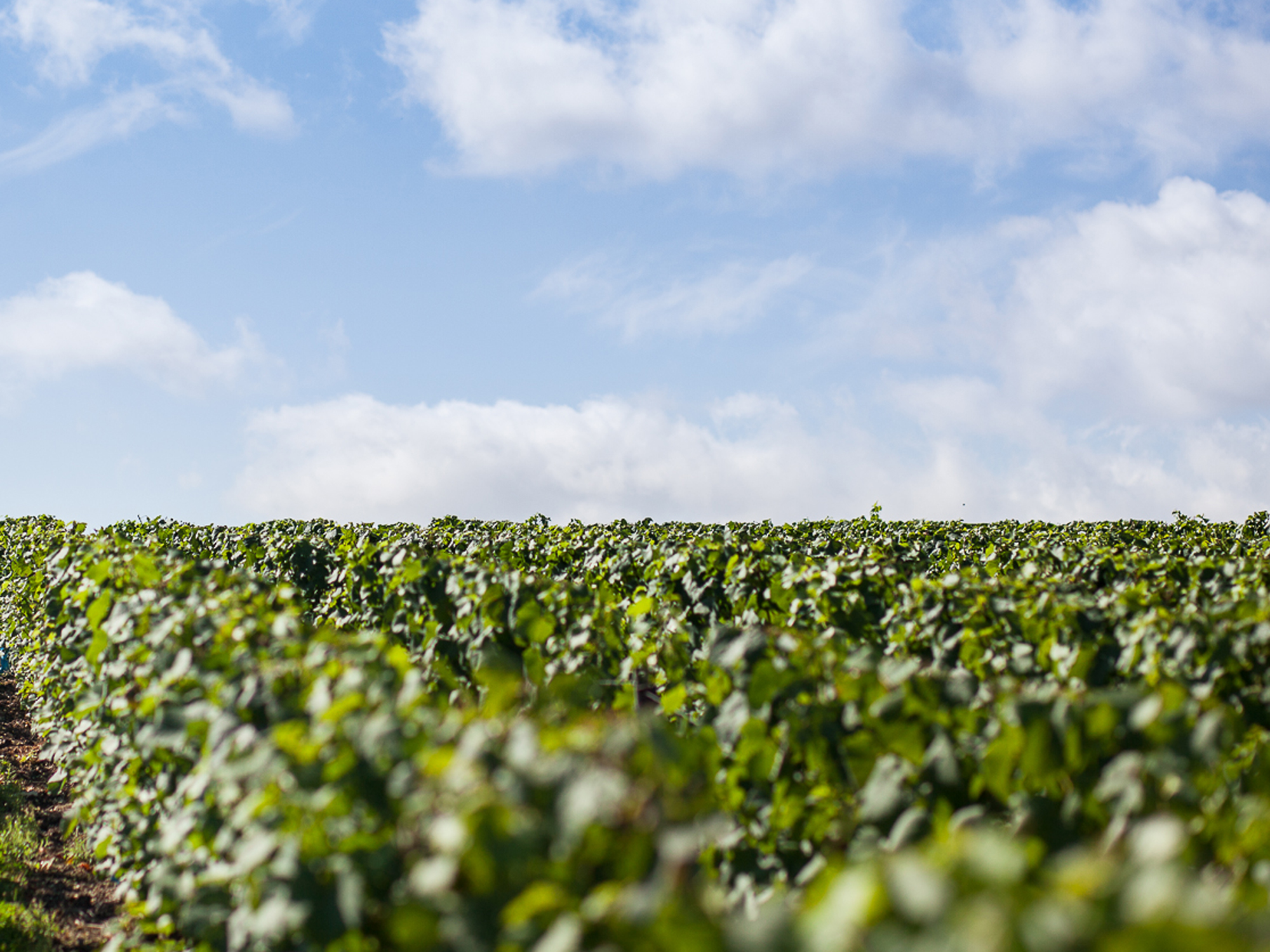 Collard-Picard, Epernay