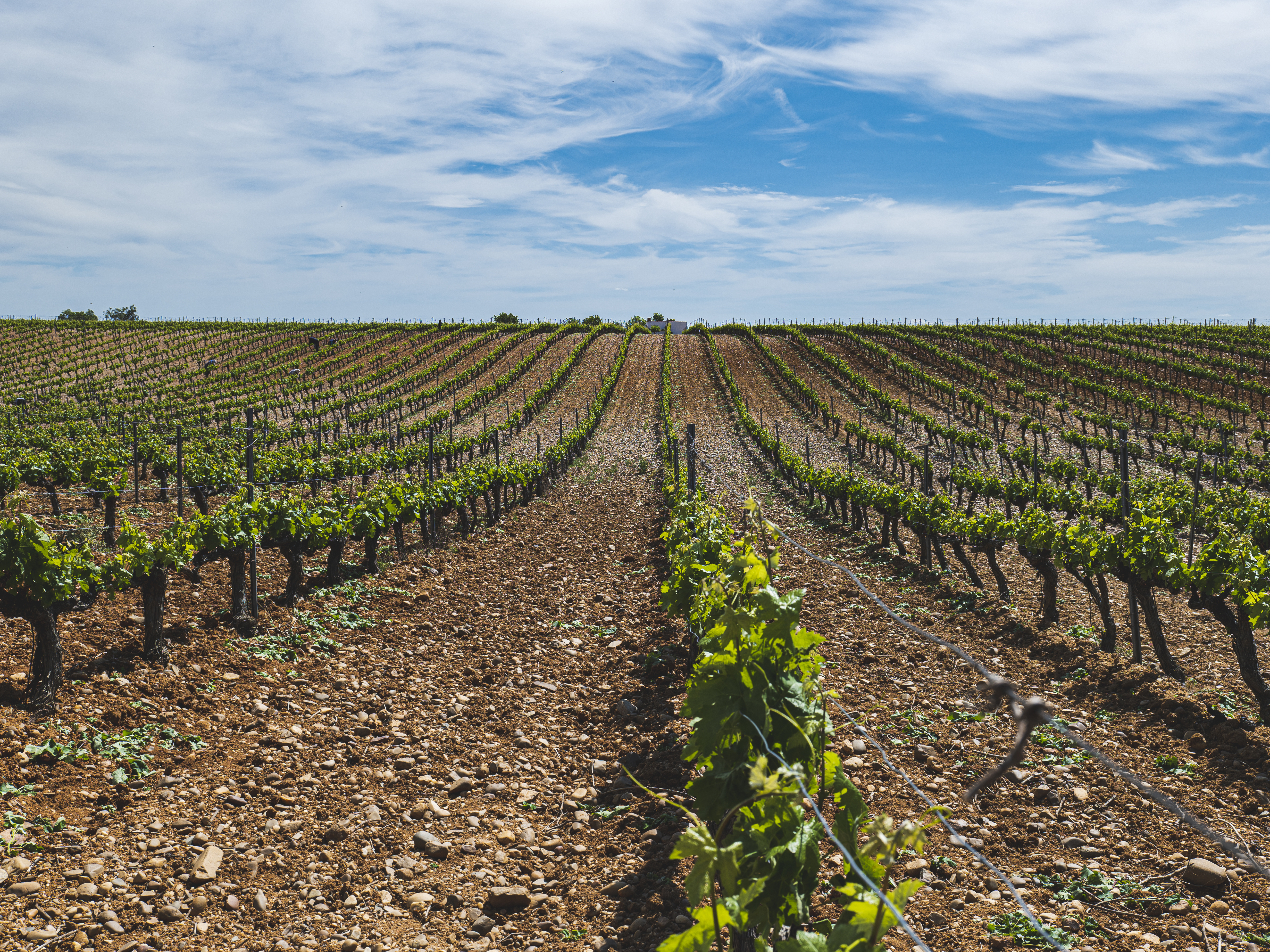 Bodegas Frutos Villar, Toro