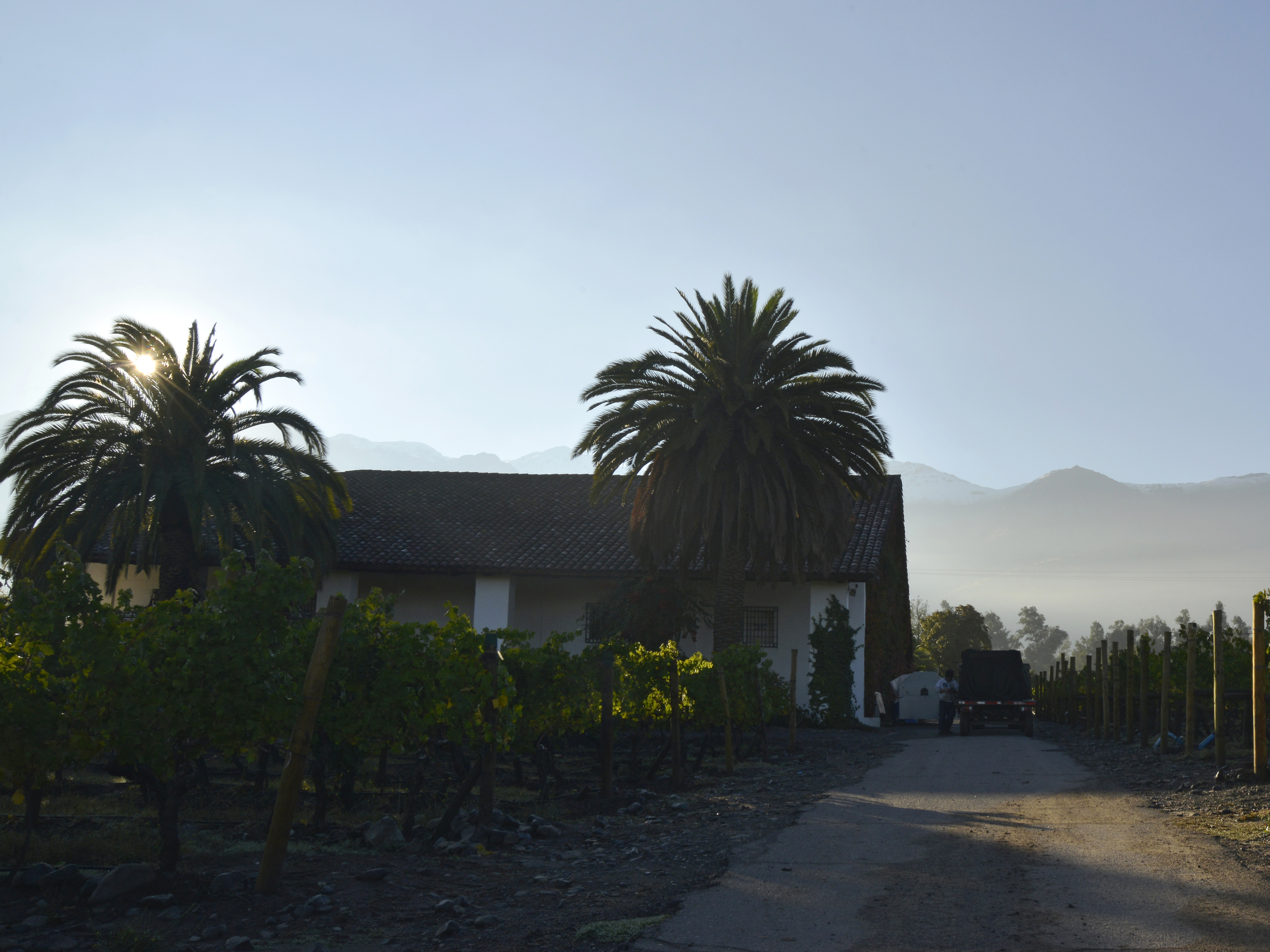 Weine von Vina Quebrada de Macul, Santiago