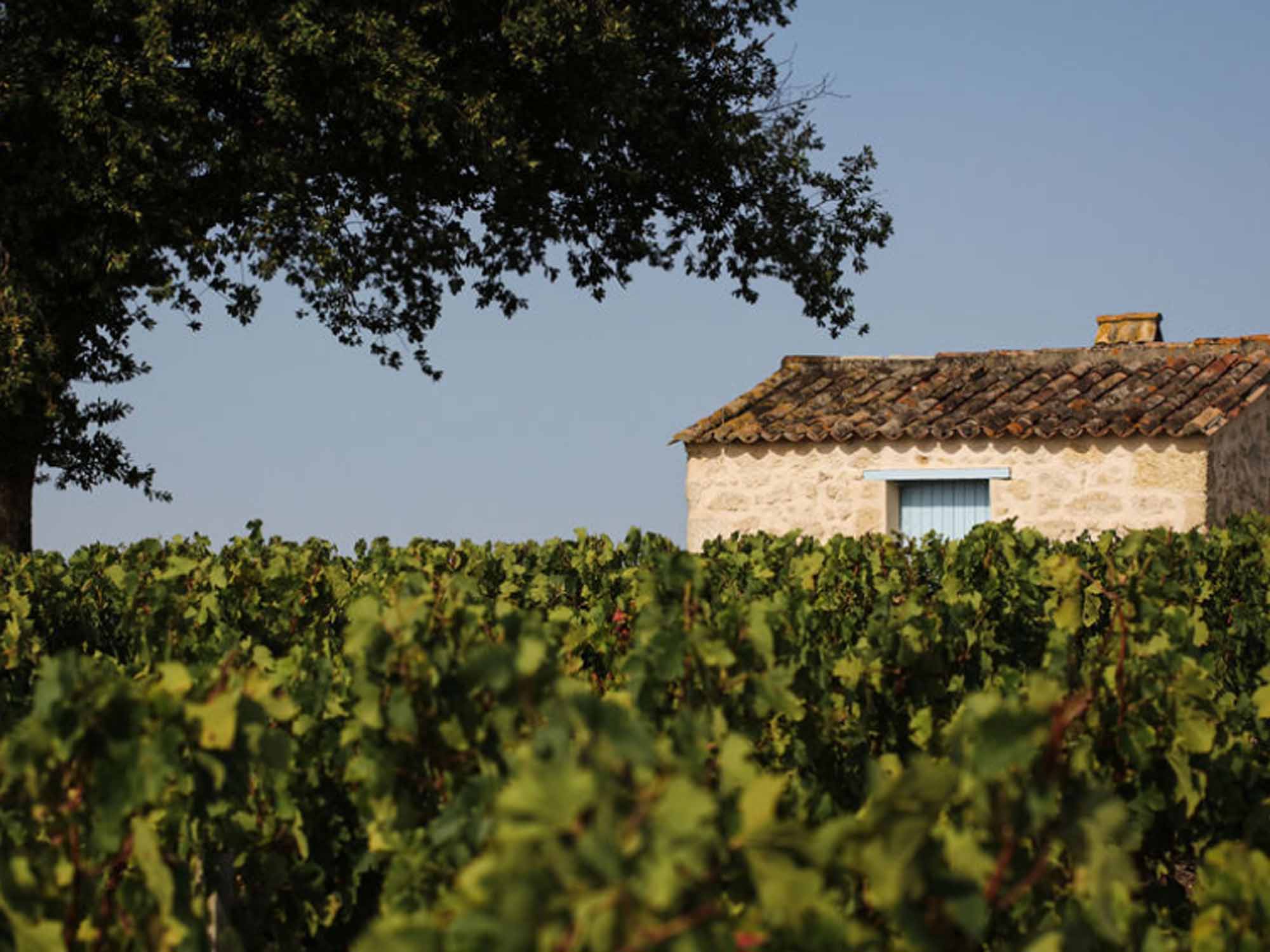 Château Sociando-Mallet, Haut-Médoc