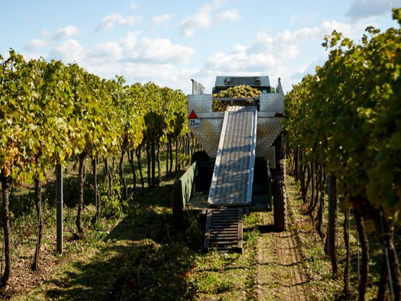 Weingut Rosenhof, Illmitz