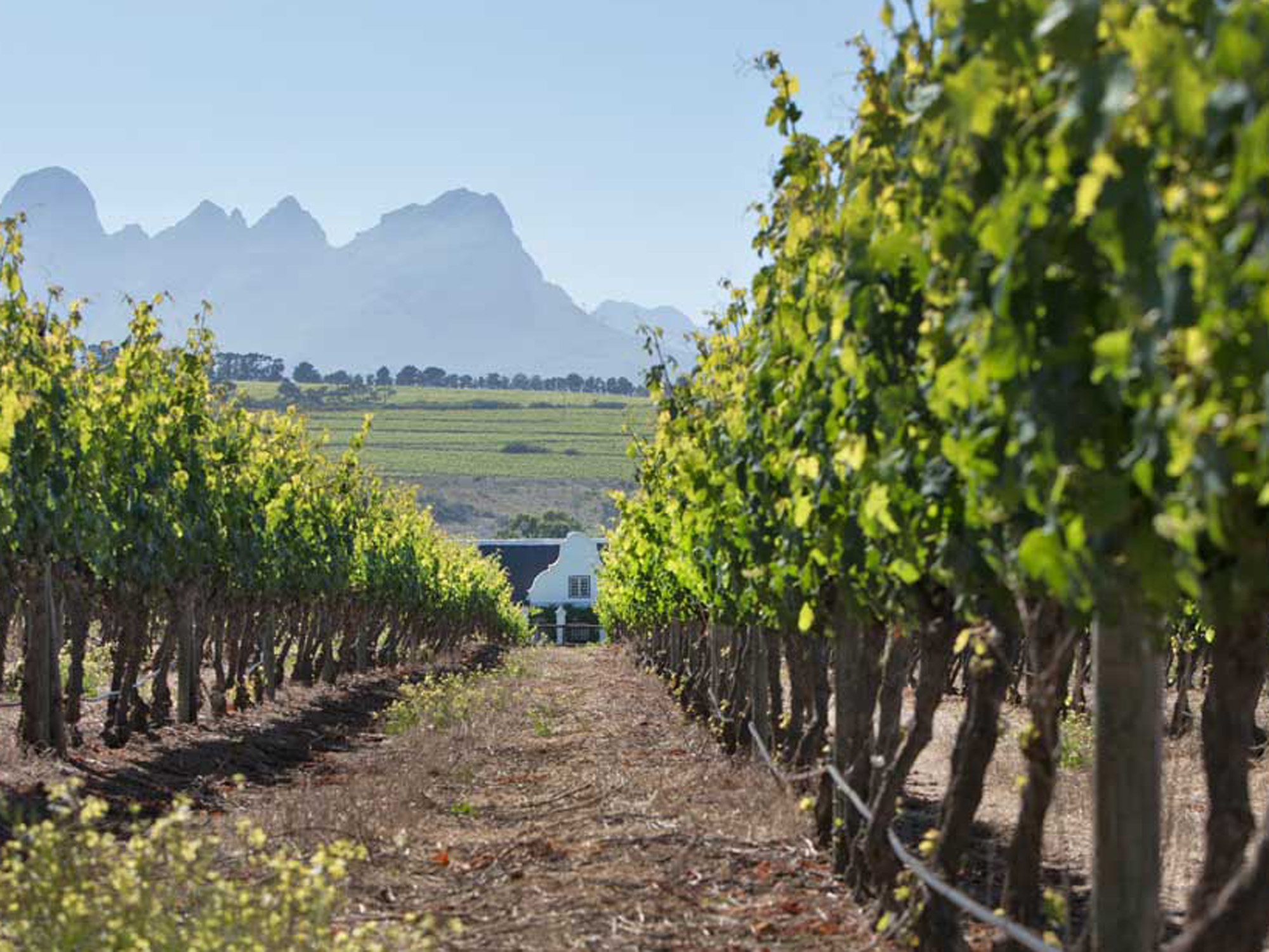 Meerlust Estate, Stellenbosch