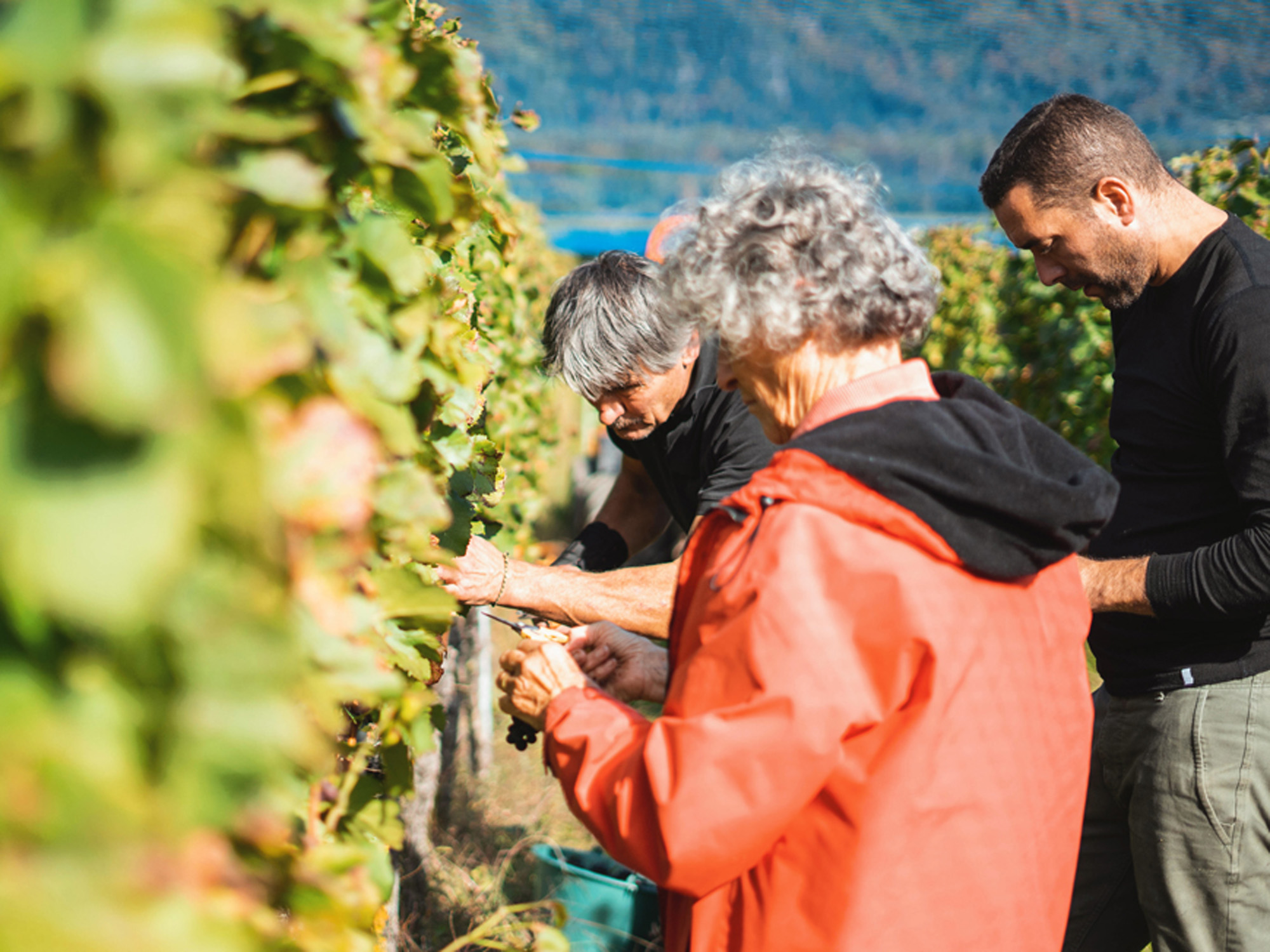 Weine von Weingut Adank, Fläsch