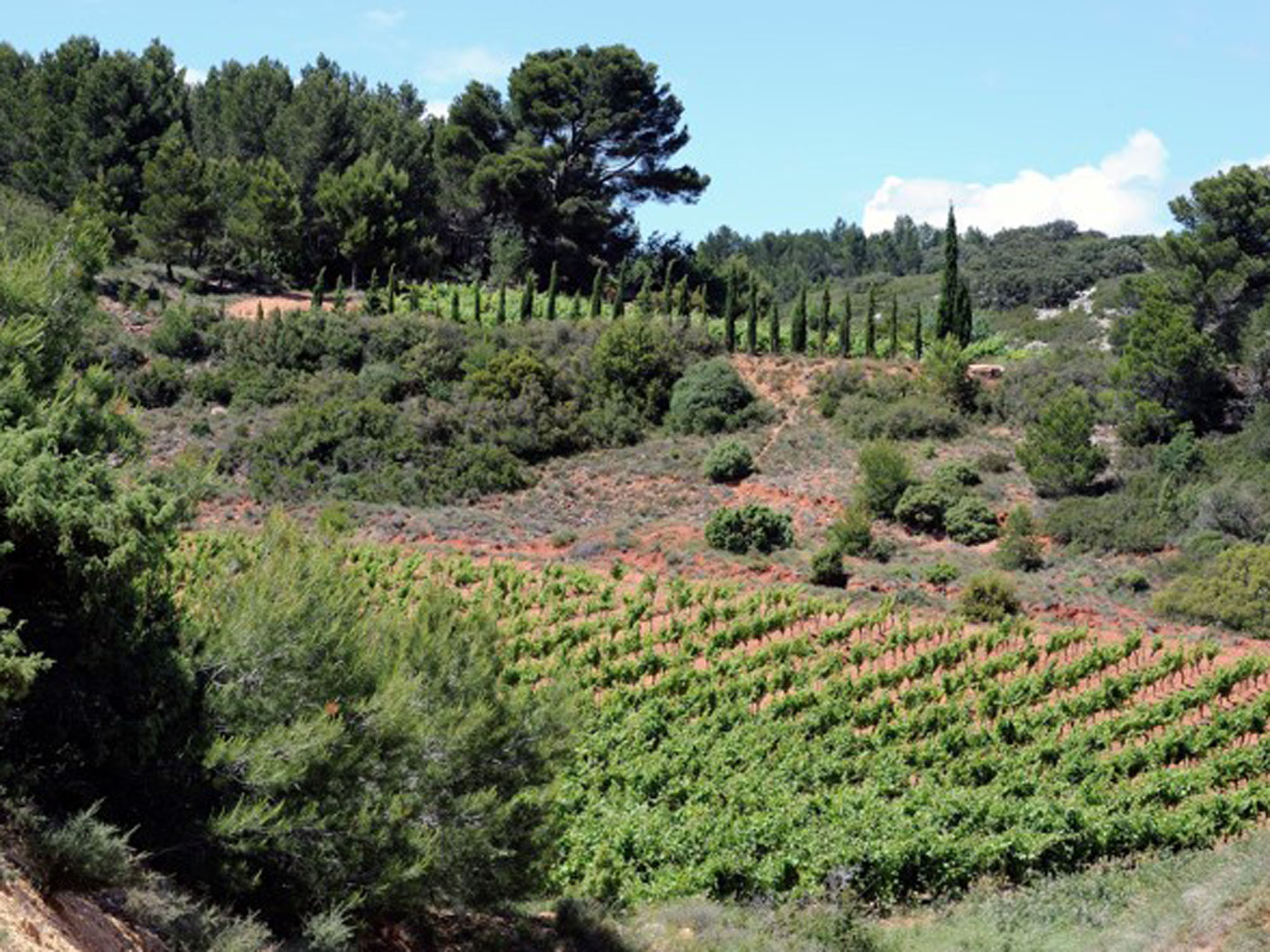 Les Vignerons de Camplong, Camplong