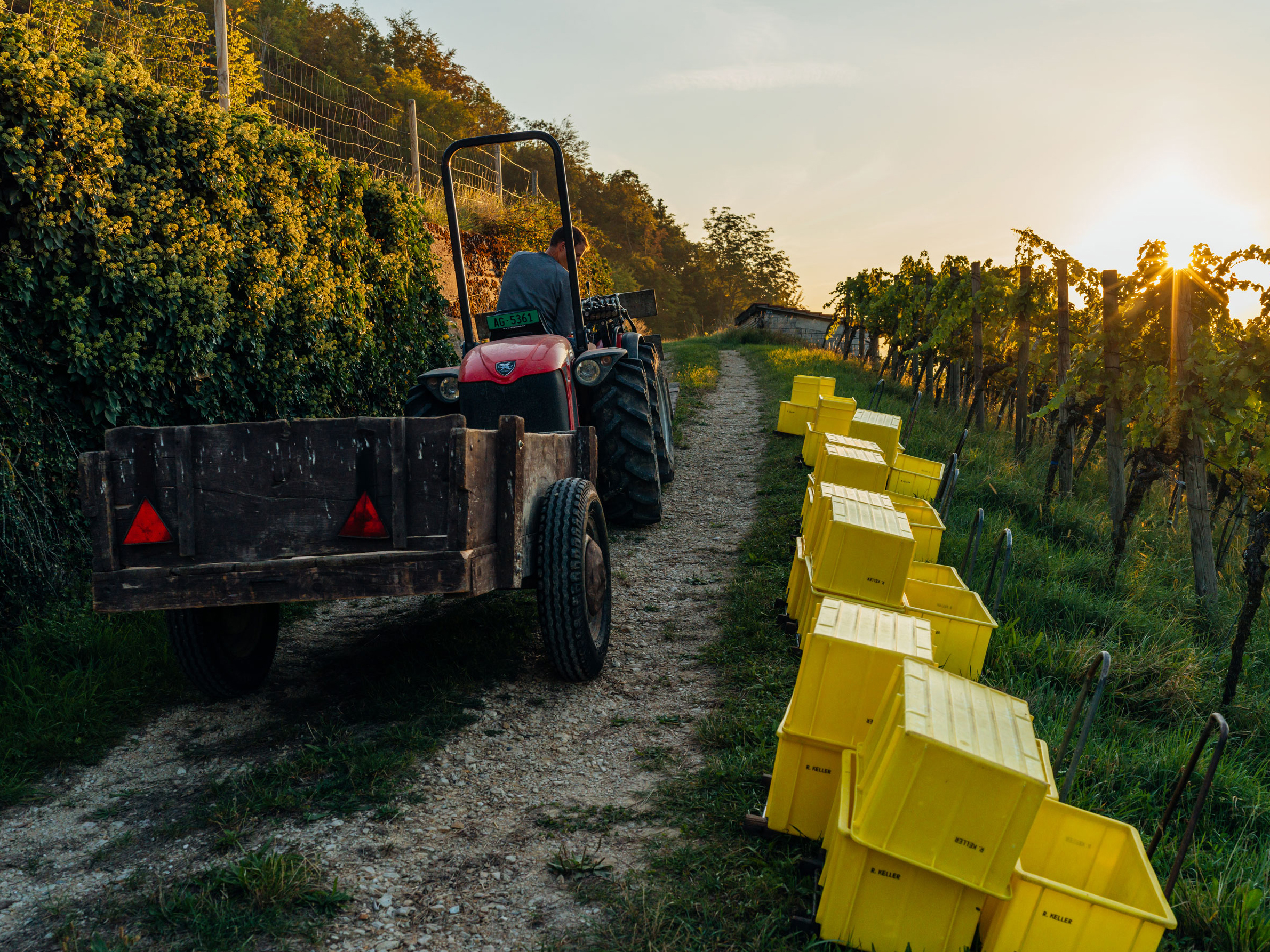 Adrians Weingut, Oberflachs