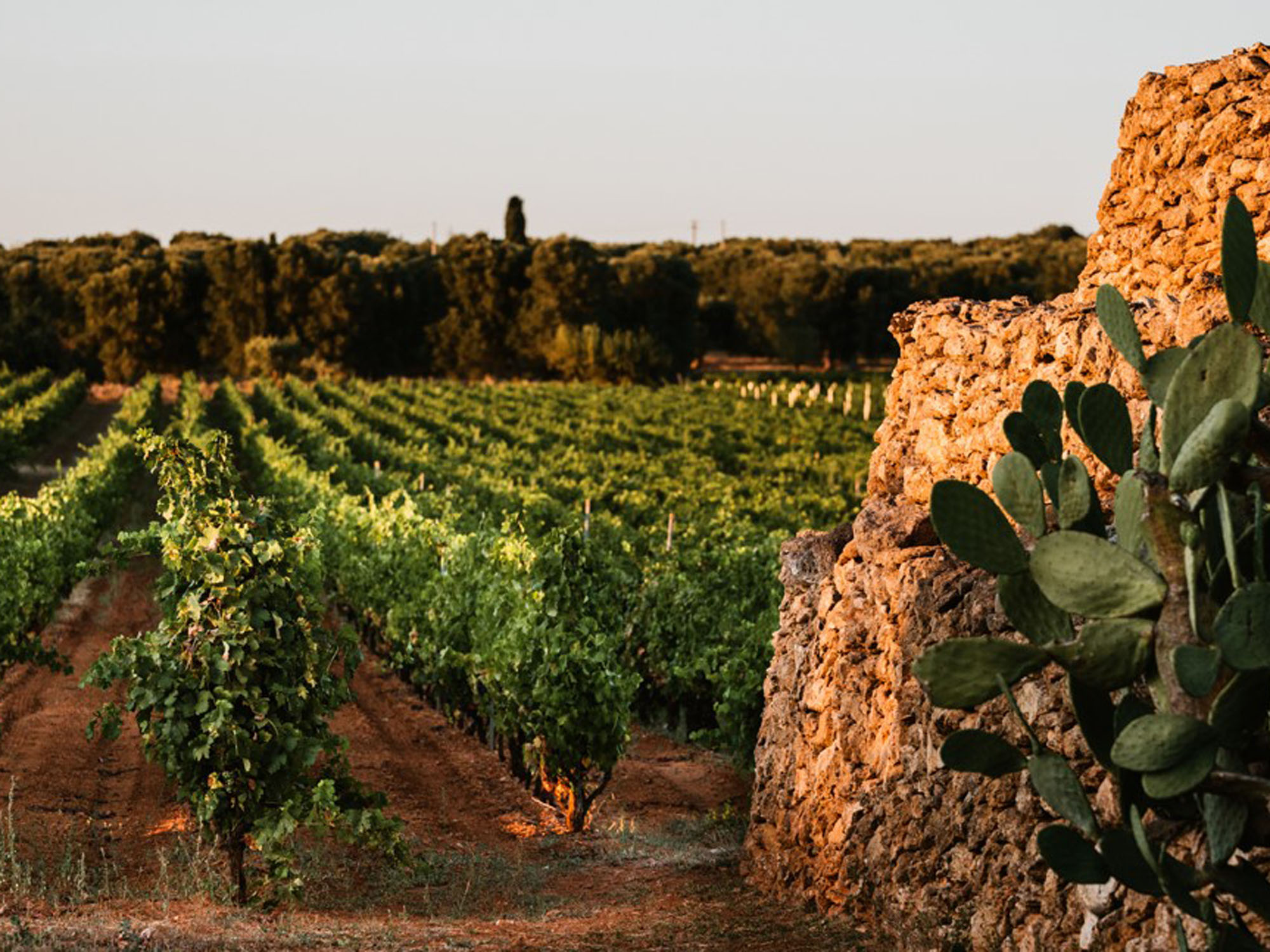 Cantine San Marzano, San Marzano