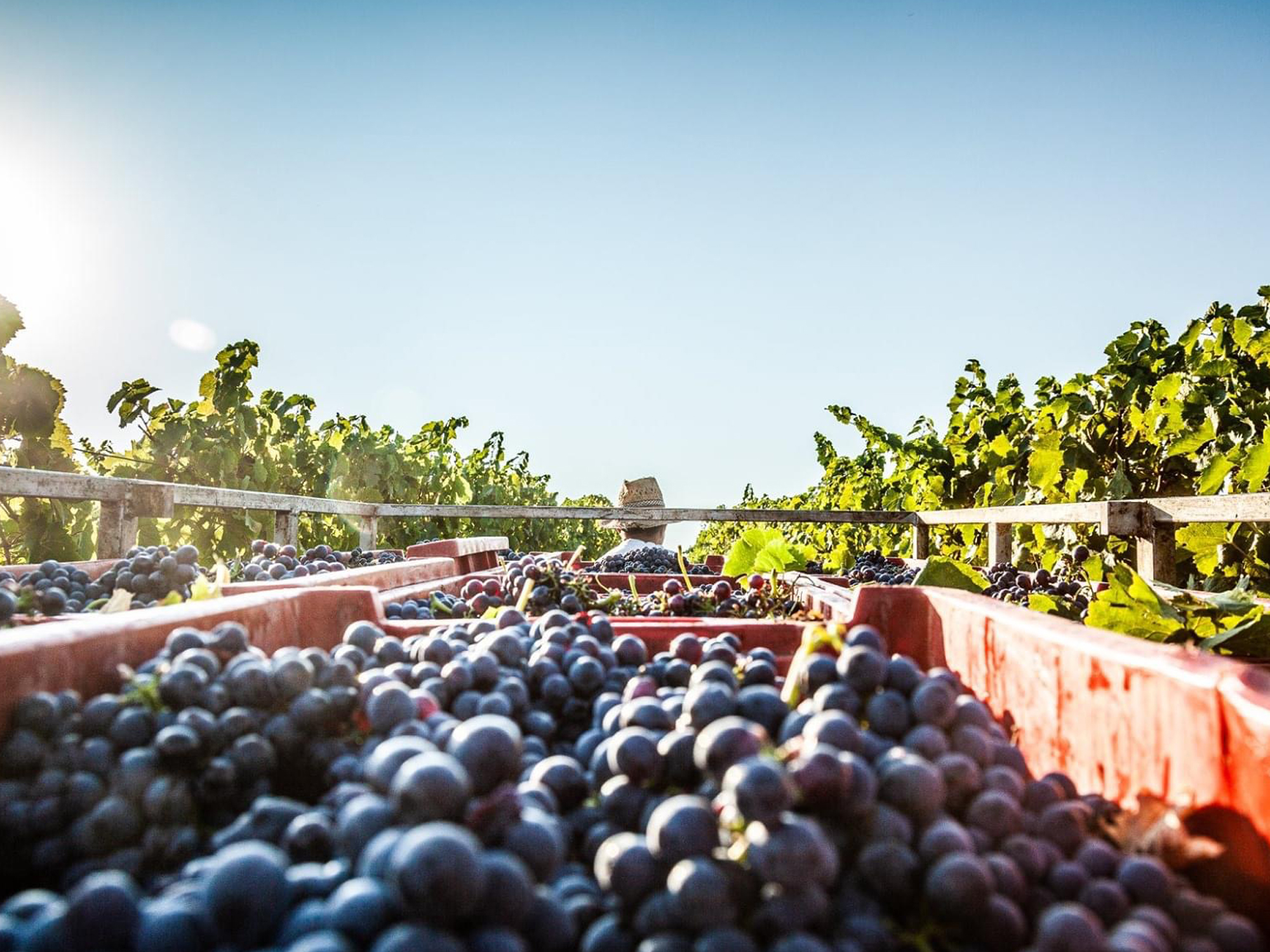 Cantina Gaffino, Ardea