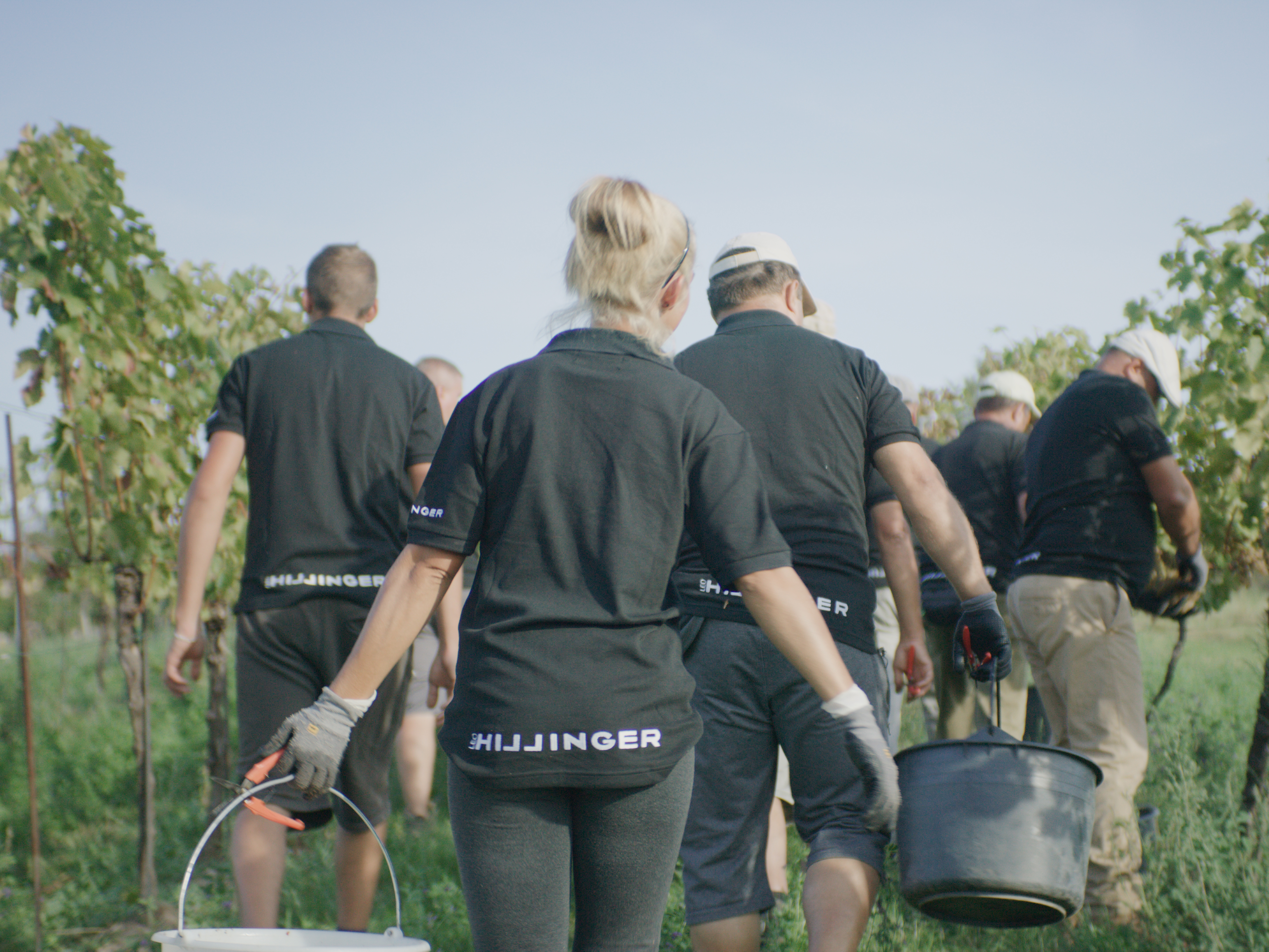 Weine von Weingut Leo Hillinger, Jois