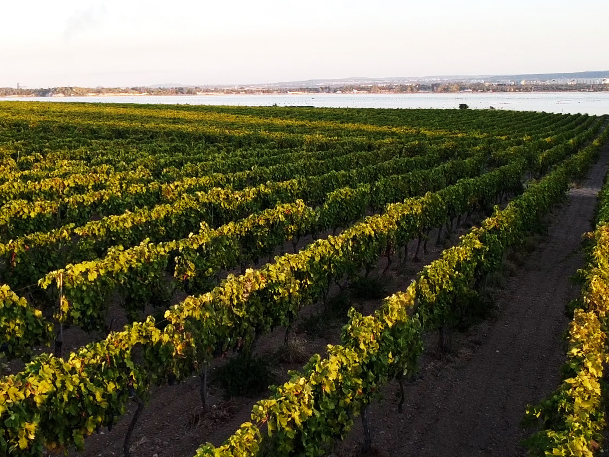 Weine von Tenuta Giustini, San Giorgio Ionico