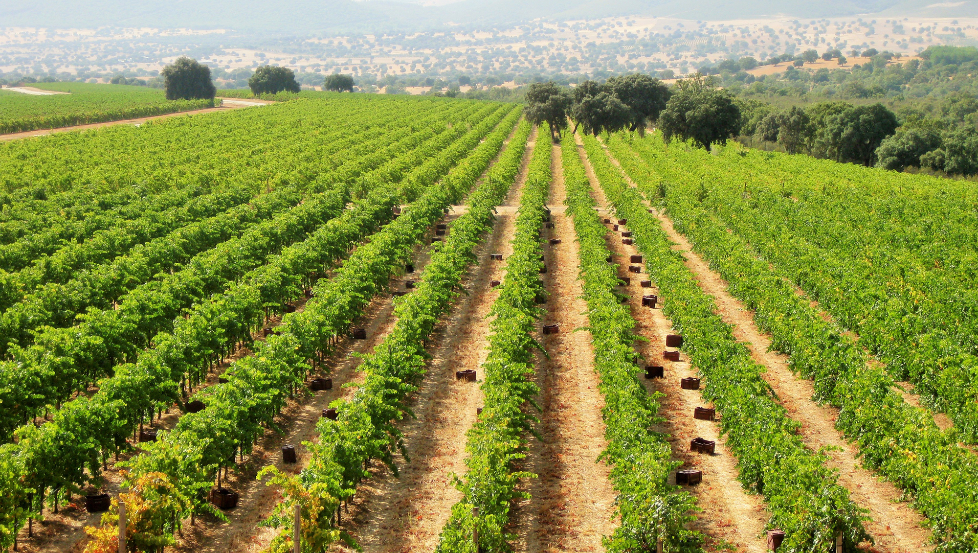 Weine aus Castilla La Mancha